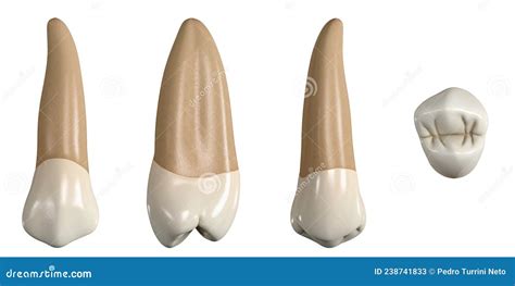 Permanent Upper Second Premolar Tooth 3d Illustration Of The Anatomy