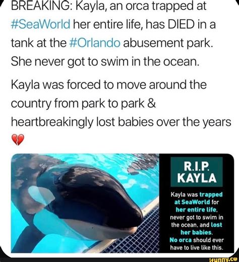 Breaking Kayla An Orca Trapped At Seaworld Her Entire Life Has Died