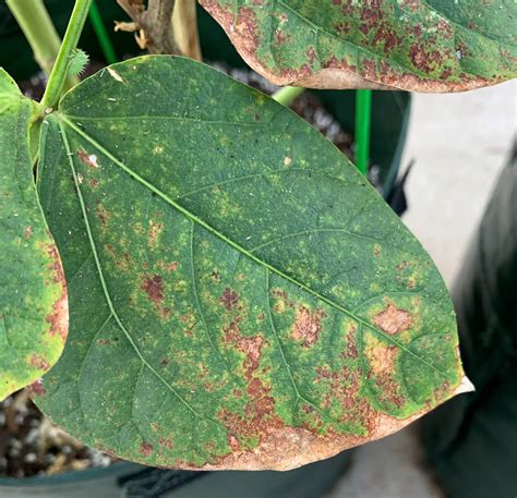 Bean Rust How To Identify Treat And Prevent It Okra In My Garden