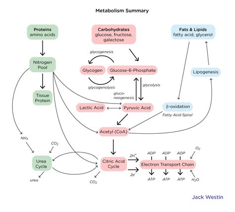 Tissue Specific Metabolism Hormonal Regulation And Integration Of