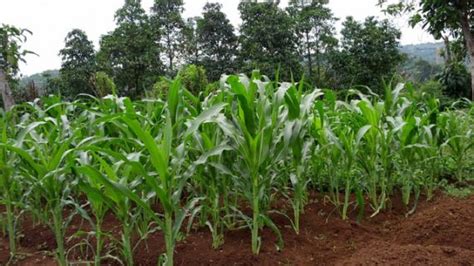 Cara Menanam Jagung Dengan Metode Tanpa Olah Tanah Nuansa Baru