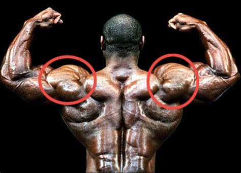 build big thick shoulder muscles hubpages