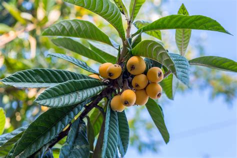 Loquat Tree In Nz Growing Loquat Tree Japanese Plum Patio Trees