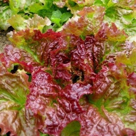Rizehead Lettuce Seeds Information More Decorative Than Most Lettuce