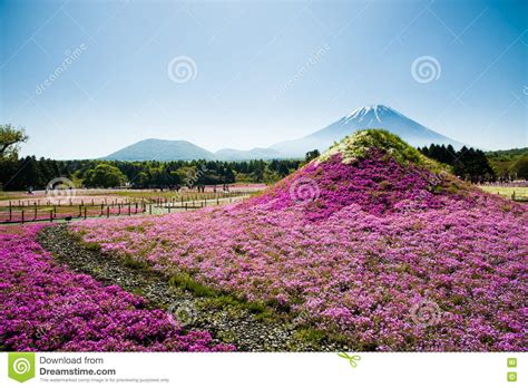 Mtfuji With Pink Shibazakura Field Royalty Free Stock Photography