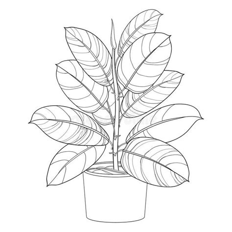 Vector Outline Ornamental Houseplant Ficus Elastic Or Rubber Plant In