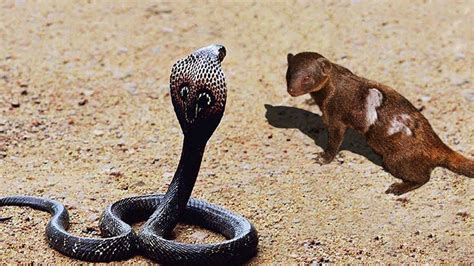 Mongoose Vs Snake King Cobra Real Fight Wild Animal Attacks 2020