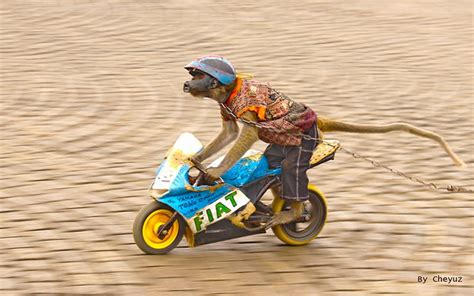 Discover more posts about riding a monkey. Friday Funnies! - Harley Davidson Forums