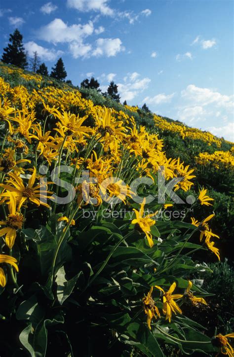 Wildflower Hillside Stock Photo Royalty Free Freeimages