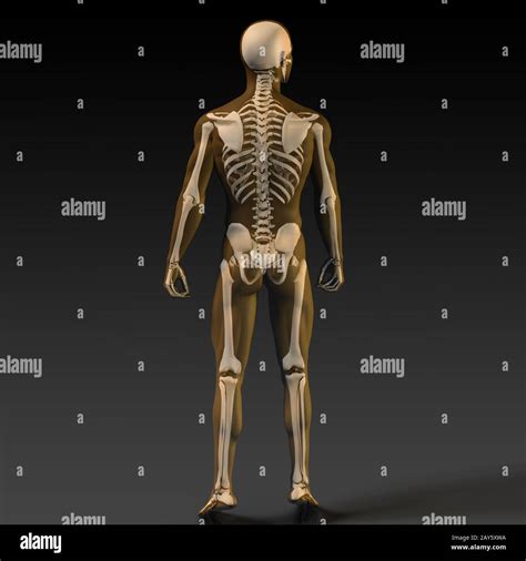 Human Body Diagram High Resolution Stock Photography And Images Alamy