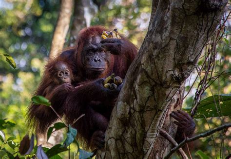 Wild Orangutan Safari In Indonesia The Complete Guide Page Of