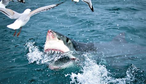 12 Adaptations Of The Great White Shark Always Learning