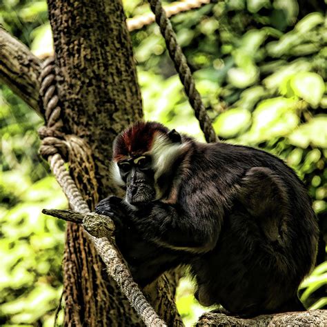 Red Capped Mangabey Photograph By Judy Vincent Fine Art America