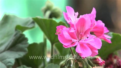 Us english accent and pronunciation british english accent and pronunciation: Geranium, Azalea and other Kohima flowers - YouTube