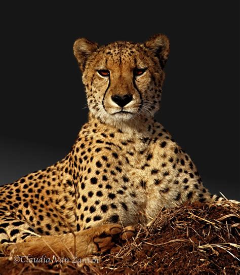 Cheetah Portrait Cheetah Studio Photoshoot Portrait