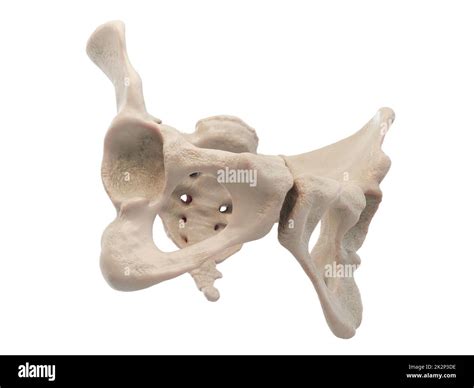 Pelvis Anatomy Hi Res Stock Photography And Images Alamy