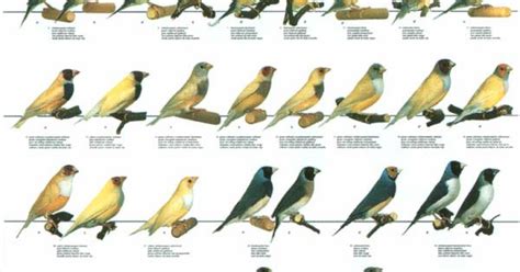 Check spelling or type a new query. Lady Gouldian Finch .com - Bird Posters | Tabule ptaci ...