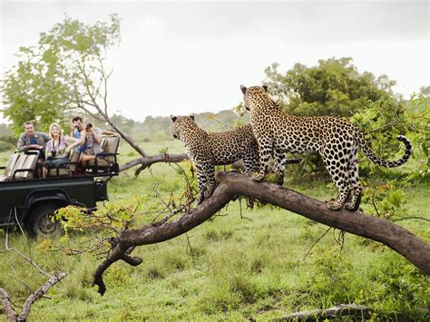 The Best Safaris In Africa The Luxury Travel Blog Travel Luxury Villas