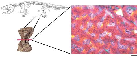 Cracking open a fossil bone reveals rapid juvenile growth in early
