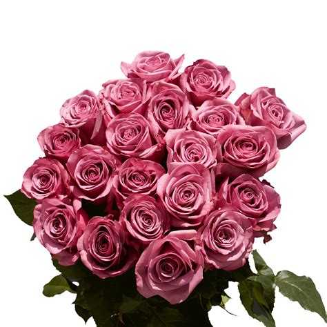 Vibrant Purple Roses Globalrose