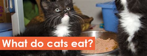 Cat meat is meat prepared from domestic cats for human consumption. What Do Cats Eat? Domestic Cat Care - For Love of Cats and ...