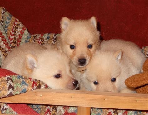 Schipperke Puppies Schipperke Schipperke Puppies Dogs And Puppies