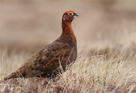 Red Grouse Grouse Wildlife Wild