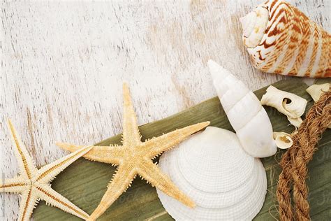 Starfish And Seashells Souvenirs From The Beach By Stocksy