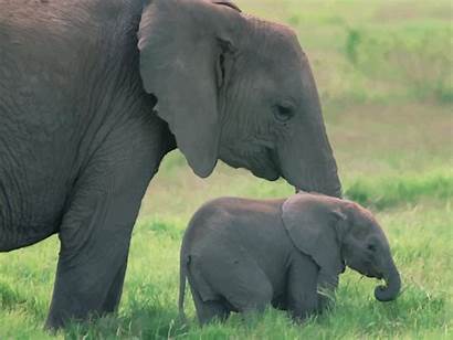 Elephant Freevector Elephants Mom Mother Babies Mommy