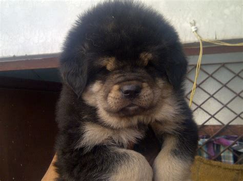Submit pictures of your cute mastiff puppy for the whole world to see. 40 Very Cute Tibetan Mastiff Puppy Pictures And Images