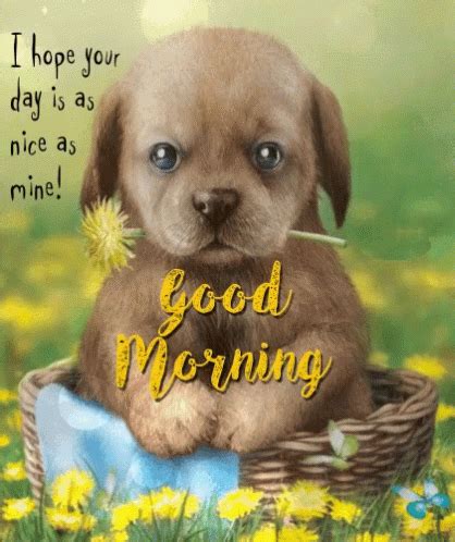 Even though dachshund puppies are small and adorable, they have enough heart and spirit to match any of the big dogs. Good Morning Puppy GIF - GoodMorning Puppy Cute - Discover ...