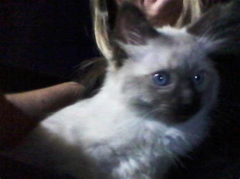 Purebred and designer kittens for sale in the westchester, new york, long island and nyc area. Gorgeous Long Haired Siamese Kitten for Sale in Danville ...