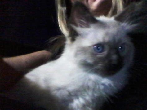 Siamese himalayan cross kittens long hair and short hair. Gorgeous Long Haired Siamese Kitten for Sale in Danville ...