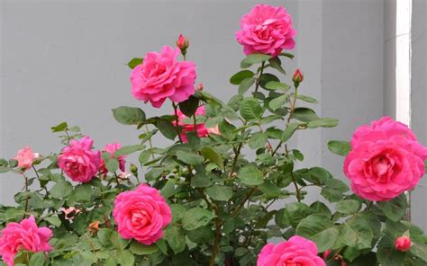 Jenis Jenis Bunga Mawar Tercantik Yang Tersebar Ke Berbagai Belahan
