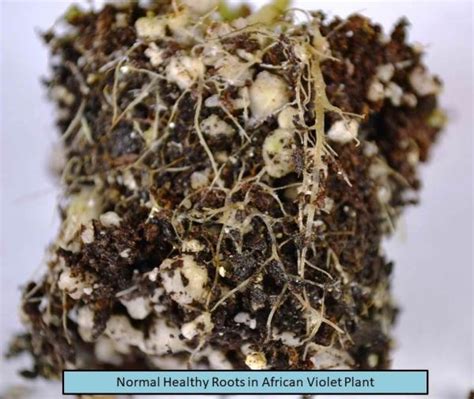 Unpot the root ball and inspect the roots: Why Are My African Violet Leaves Soft, Limp or Mushy ...