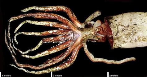 Check out this encounter between a trio of divers and a drifting gelatinous blob that the divers found this blob, which is really a squid's egg sac, off the western coast of norway. Deep Sea Scuba Diver Giant Squid