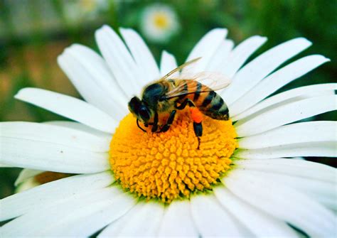 Filebee On Flower Pollinating Wikimedia Commons