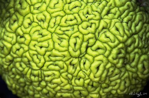 While it may seem like citrus trees like. Green Brain | I spotted this strange vegetable/fruit at ...