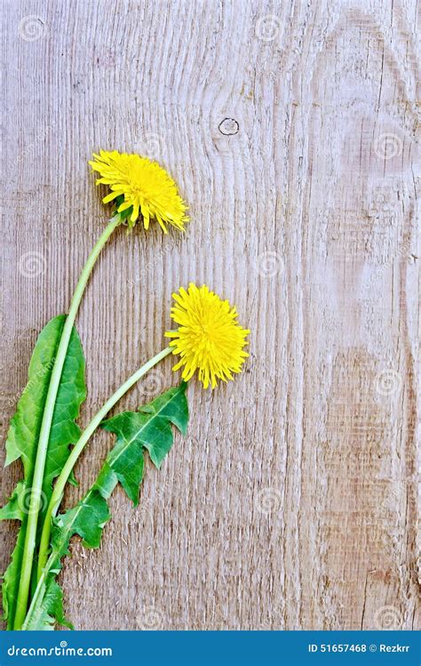 Dandelions On The Old Board Stock Photo Image Of Botany Stamen 51657468