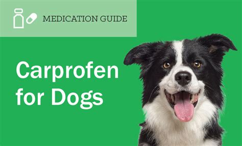 Carprofen For Dogs