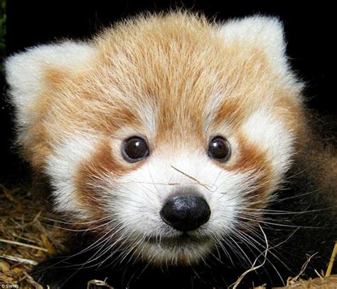 Just too cute! Adorable red panda cubs born at British zoo that look