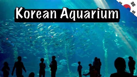 Biggest Aquarium In South Korea Jeju Aquarium South Korea 8 Youtube