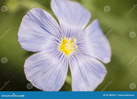 Linen Flax Plant Blue Flower Stock Image Image Of Linseed Flax 92789287