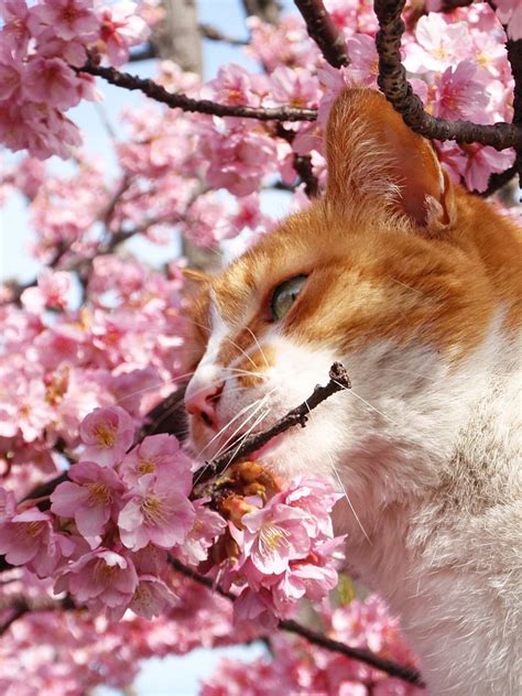 See more ideas about allergic to cats, cats, siberian cats for sale. Sakura cat (Tasting) #animal #pink | Crazy cats, Cat ...