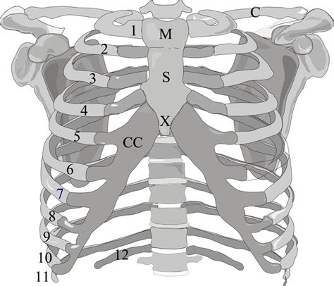 Which organ sits in the v part of the ribs : Quiz: Vertebral Column And Rib Cage - ProProfs Quiz