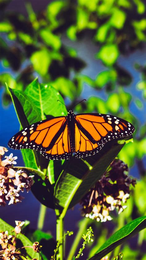 Green and black butterfly png pngbarn. Monarch Butterfly Aesthetic Wallpapers - Wallpaper Cave