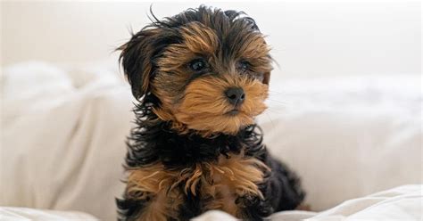 Yorkie Poo Puppies For Sale Premier Pups Located In Ohio