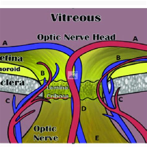 Blood Supply Of The Intra Ocular Portion Of The Optic Nerve A Branch