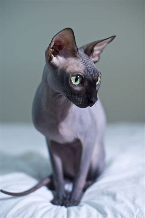 351 Best Images About Sphynx Cats On Pinterest Cats Cornish Rex And