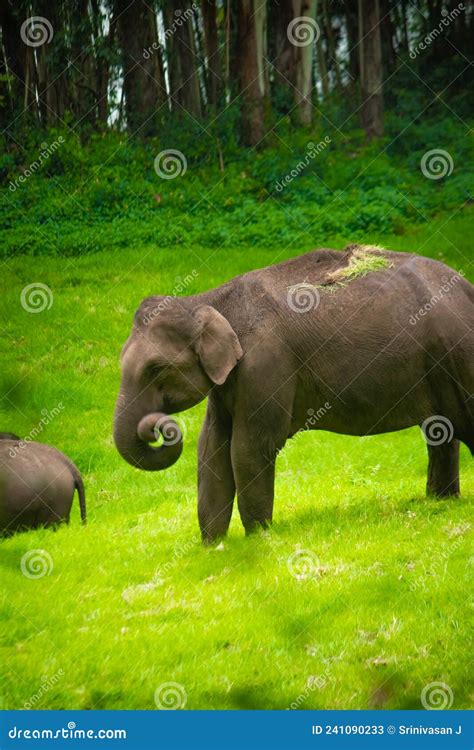 Elefante Em Roaming E Comendo Grama Na Floresta Imagens De Estoque De